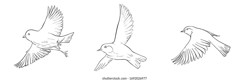 Vector line drawing flying birds, sketch of sparrows, hand drawn songbirds, isolated nature design elements