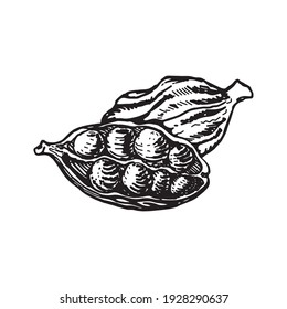 Dibujo de línea de vectores cardamomo hecho a mano aislado en fondo blanco. bocetos de especias