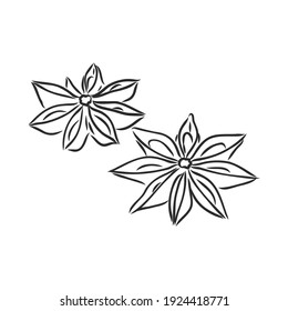 Vector line drawing handmade star anise isolated on white background. sketches of spices