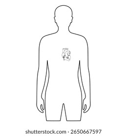 Línea de Vector que dibuja el órgano del corazón en el cuerpo humano. Dibujo ilustración del corazón en el cuerpo masculino. Diseño de Vector para póster médico, donante, icono y educación