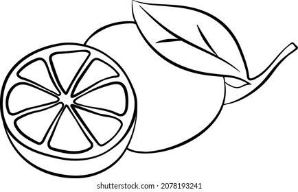 Vector Line Drawing Lemon Stock Vector (Royalty Free) 2078193241 ...