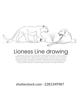 Vector line drawing of predators, Two lioness vector illustration, Sketch line art of wildlife