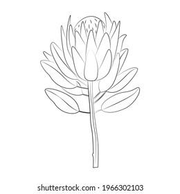 Vector Line Drawing Protea Flower On Stock Vector (Royalty Free ...