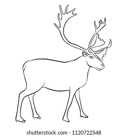 vector line drawing reindeer, hand drawn illustration