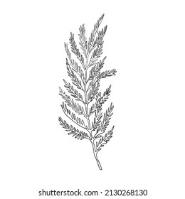 Vector Line Drawing Of Silver Wattle. Botanical Mimosa Vector Illustration. Black And White Sketch.