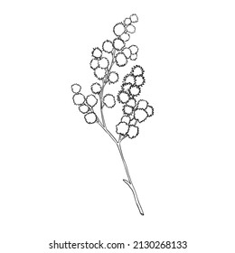 Vector Line Drawing Of Silver Wattle. Botanical Mimosa Vector Illustration. Black And White Sketch.