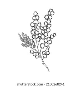 Vector Line Drawing Of Silver Wattle. Botanical Mimosa Vector Illustration. Black And White Sketch.