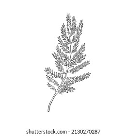 Vector Line Drawing Of Silver Wattle. Botanical Mimosa Vector Illustration. Black And White Sketch.