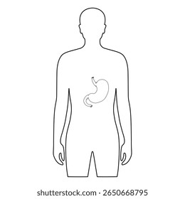 Linha de vetor desenhando órgão do estômago no corpo humano. Desenho ilustração estômago no corpo masculino. Design vetorial para cartaz médico, doador, ícone e educação
