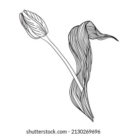 Vector line drawing of a tulip. Botanical vector illustration.