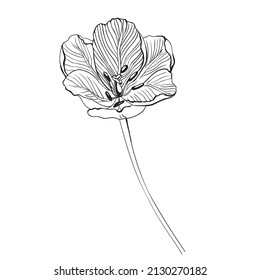 Dibujo de la línea del vector de un tulipán. Ilustración vectorial botánica.