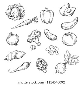 Vector line drawing of various vegetables