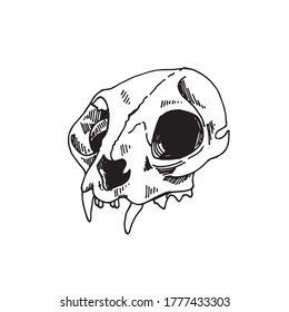 
vector line drawing in vintage style. cat skull. animal skull, black and white drawing mysticism, magic, witchcraft. clipart on the topic of esotericism and biology.