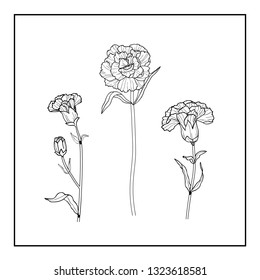 Carnation Flowers Drawing Sketch Lineart On Stock Vector (Royalty Free ...