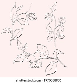 Vector line flower isolated. Element for design. Hand-drawn contour lines and strokes.