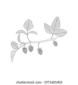Vector line hand drawn flat illustration of forest raspberries branch with leaves and berries. Isolated on white background.