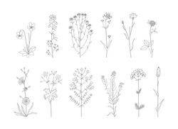 Vector Line Hand Drawn Illustration With Wildflowers Set. Collection Of Minimalist Flowers, Herbs And Medicinal Plants. For Logo Design, Tattoo, Postcard