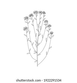 Vector line hand drawn illustration with Cornflower meadow. Minimalist Flower and herb.  Wildflower for logo design, tattoo, postcard