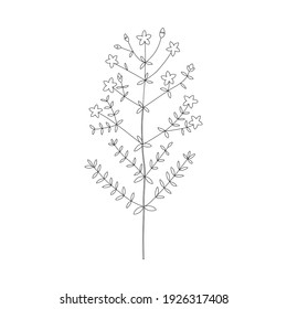 Vector line hand drawn illustration with Hypericum perforatum (Perforate St John's wort). Minimalist Flower and herb. Wildflower for logo design, tattoo, postcard