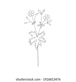 Vector line hand drawn illustration with Meadow geranium pratense. Minimalist Flower and herb. Wildflower for logo design, tattoo, postcard