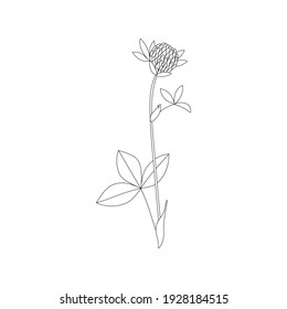 Vector line hand drawn illustration with Clover (Trefoil). Minimalist Flower and herb. Wildflower for logo design, tattoo, postcard