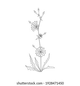 Vector line hand drawn illustration with Common chicory or Cichorium intybus. Minimalist Flower and herb. Wildflower for logo design, tattoo, postcard