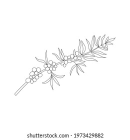 Vector line hand drawn illustration of sea buckthorn branch with leaves and berries. Isolated on white background.