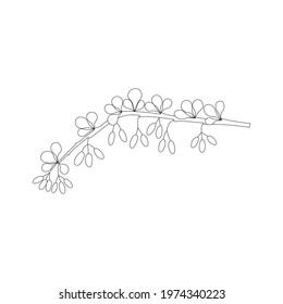 Vector line hand drawn illustration of barberry branch with leaves and berries. Isolated on white background.