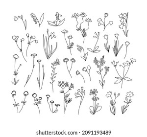 Vector line hand drawn illustration with spring flowers set. Big collection of minimalist wildflowers. For logo design, tattoo, postcard