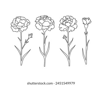 Ilustración dibujada a mano de la línea de Vector con un conjunto de flores de clavel. Flor minimalista aislada sobre un fondo blanco