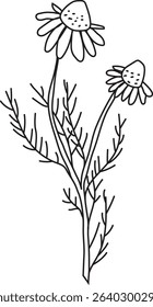 A vector line icon of a chamomile plant. Tea herbs. Spring floral.