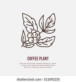 Featured image of post Coffee Plants Vector - 13,000+ vectors, stock photos &amp; psd files.