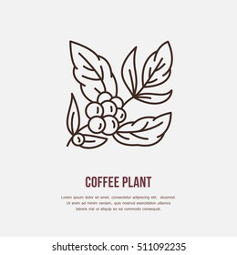 Vector line icon of coffee tree. Coffee plant linear logo. Outline symbol for cafe, bar, shop. 