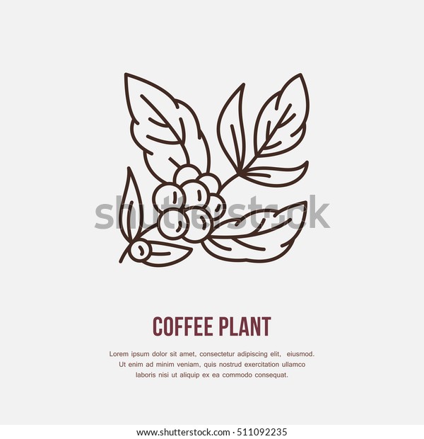 Vector line icon of coffee tree.\
Coffee plant linear logo. Outline symbol for cafe, bar, shop.\
