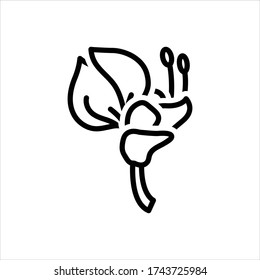 Icono de línea de vector para eritroina