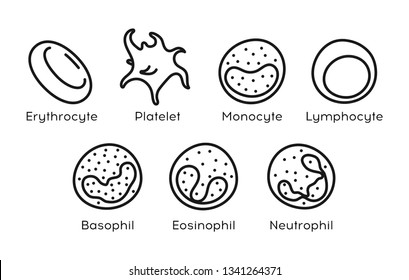 Vector line icon set of Monocyte,   Lymphocyte, Eosinophil, Neutrophil, Basophil, Platelet, Erythrocytes. Types of blood cells.