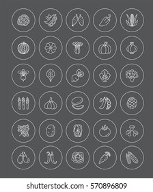 Vector line icons with vegetables and herbs. Healthy lifestyle. Vegetarian food. Different kinds of veggies. 