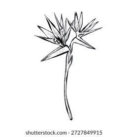 Ilustración de la línea de Vector de la flor del pájaro del paraíso con el tallo elegante, aislado en el fondo blanco, gráfico botánico tropical ideal para logotipos, impresiones, empaquetado, carteles y proyectos de diseño modernos.