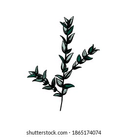 Vector line illustration in eucalyptus gunny sketch style. Branch with leaves Winter medicinal herb. Engraved art. Suitable for cosmetics, medicine, treatment, healthcare, packaging, aromatherapy.
