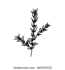 Vector line illustration in eucalyptus sketch style. Branch with leaves Winter medicinal herb. Engraved art. Suitable for cosmetics, medicine, treatment, healthcare, packaging design, aromatherapy.