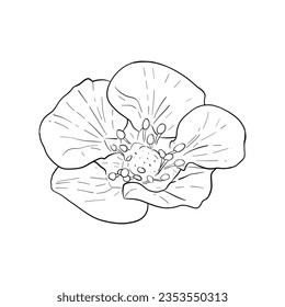 Vector, line illustration of hand drawn strawberry, strawberry or raspberry flowers. Isolated flowers on white background drawn in ink. Print for fabric, packaging, label, poster, print, logo designs