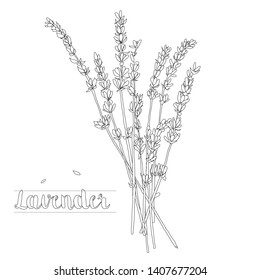 Vector Line Illustration Of A Lavander Bouquet On A White Background