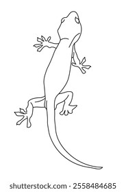 Vector line illustration of a lizard in black and white