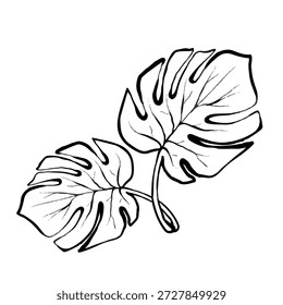 Ilustración de línea de Vector de hojas de monstera con tallo curvo, aislado sobre fondo blanco, gráfico botánico tropical limpio ideal para logotipos, impresiones, empaques, carteles y proyectos de diseño moderno.