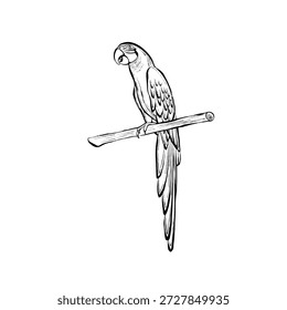 Ilustración de línea de Vector de pájaro loro sentado en rama, aislado sobre fondo blanco, gráfico de vida silvestre tropical ideal para logotipos, impresiones, empaques, carteles y proyectos de diseño temáticos de naturaleza moderna.