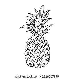 vector line illustration pineapple on a white background