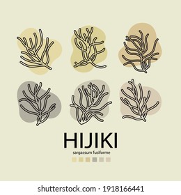 Vector line illustration of sargassum fusiform or hijiki seaweed, sea kale. Green or brown algae. Edible seaweed. Chinese, Korean or Japanese sea vegeatable used in cosmetics or food preparation.