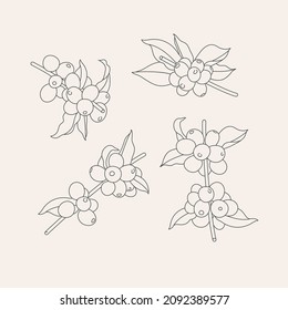 Vector line illustration set of coffee tree branches. Coffee plant with beans.