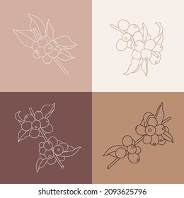 Vector line illustration set of coffee tree branches. Coffee plant with beans.