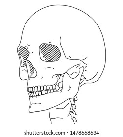 vector line illustration of a skull, human head.